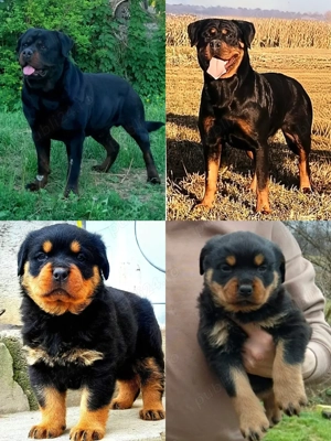 Catel Rottweiler - imagine 3