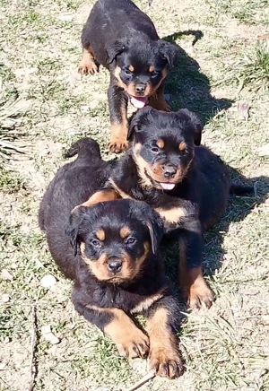 Catel Rottweiler - imagine 4