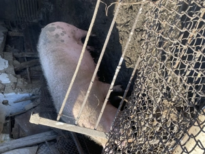 De vanzare crescut natural cu cereale - imagine 2