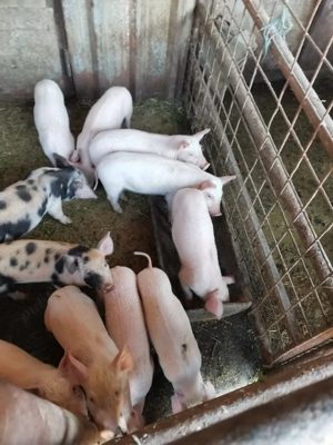 Purcei intarcati - imagine 3