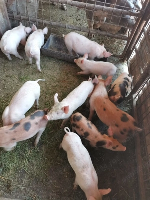 Purcei intarcati - imagine 5