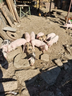 Purcei intarcati - imagine 4