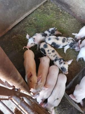 Purcei intarcati - imagine 2