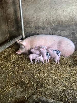 scrofita fatata de vanzare - imagine 2