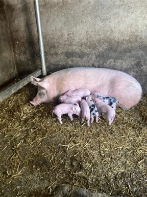 scrofita fatata de vanzare