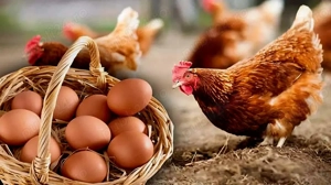 OFERTĂ, ouă 1 leu bucata!