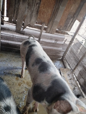 Porc pt proțap!  - imagine 3