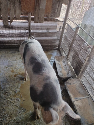 Porc pt proțap!  - imagine 2