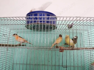 Canari de vânzare  - imagine 2