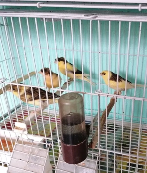 Canari de vânzare  - imagine 3