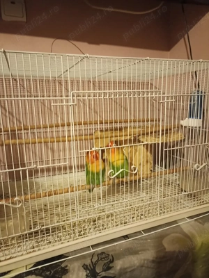 vand ppagali agapornis 