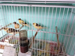 Canari de vânzare 