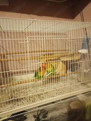 vand ppagali agapornis  - imagine 2