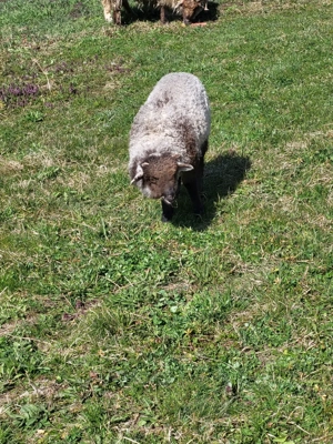 Oaie cu mieluta. prima fatare - imagine 3