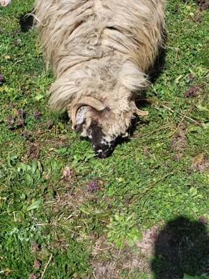 Oaie cu mieluta. prima fatare - imagine 2