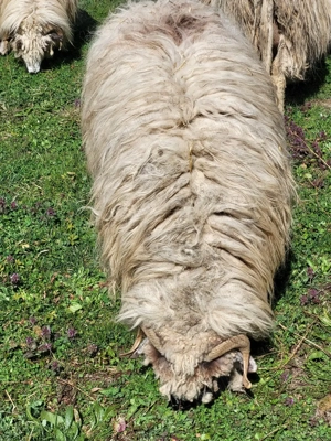 Oaie cu mieluta. prima fatare - imagine 4