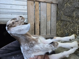 Tapisori de prasila anglo-nubieni - imagine 5