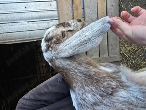 Tapisori de prasila anglo-nubieni - imagine 3