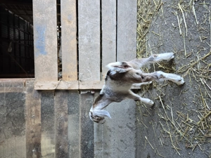 Tapisori de prasila anglo-nubieni - imagine 4