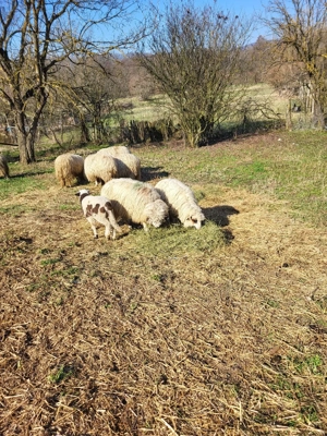 Vand miel  - imagine 2