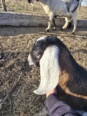 Tapisori de prasila anglo-nubieni - imagine 2