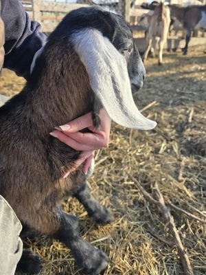 Tapisori de prasila anglo-nubieni