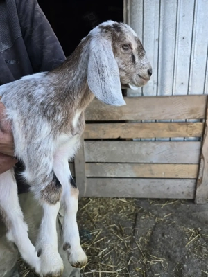 Tapisori de prasila anglo-nubieni - imagine 5