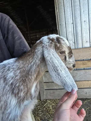 Tapisori de prasila anglo-nubieni - imagine 3