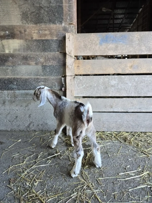 Tapisori de prasila anglo-nubieni - imagine 4