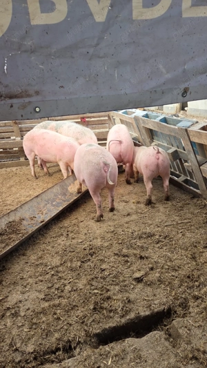 Vând porci grași Marele Alb cu Landras