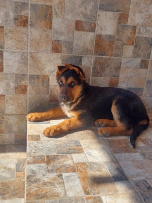 Căței ciobanesc german