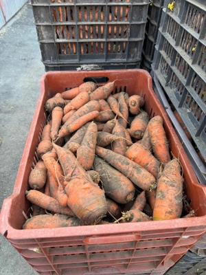 morcovi 1 leu kg - cartofi 2 lei kg - cartofi pt semanat 1.5 lei kg