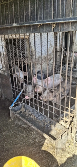 vând șoldani ieftini  - imagine 2