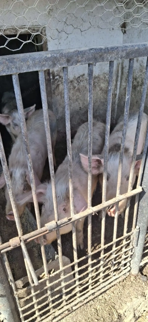 vând șoldani ieftini  - imagine 5