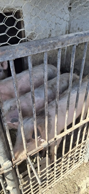 vând șoldani ieftini  - imagine 3