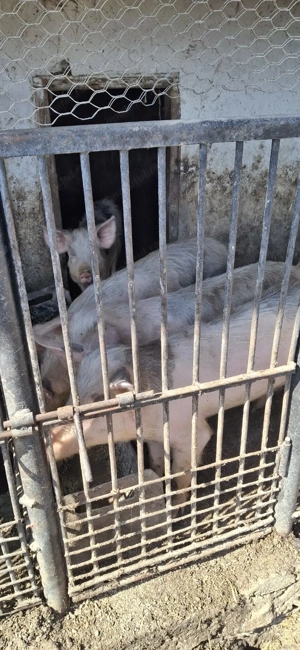 vând șoldani ieftini  - imagine 2