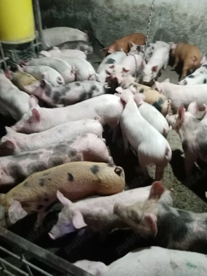 Vând purcei rasa landras, petran, Duroc și marele alb 