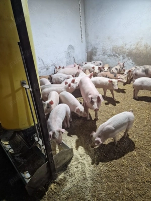 Vând purcei rasa landras, petran, Duroc și marele alb  - imagine 2