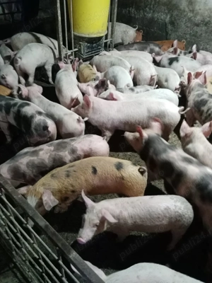 Vând purcei rasa landras, petran, Duroc și marele alb  - imagine 3
