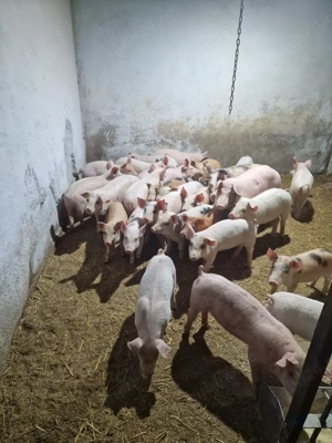 Vând purcei rasa landras, petran, Duroc și marele alb  - imagine 4
