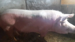 Porci de vânzare ,pentru mai multe detalii sunați la    - imagine 5