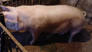 Porci de vânzare ,pentru mai multe detalii sunați la    - imagine 2