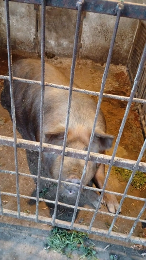 Porci de vânzare ,pentru mai multe detalii sunați la    - imagine 3