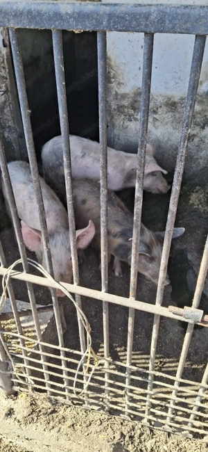 vând șoldani ieftini  - imagine 4