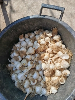 usturoi de primavara