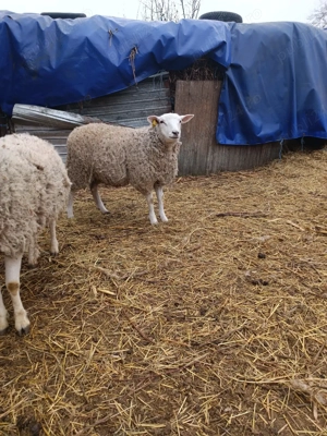 de vânzare berbeci de texel - imagine 5