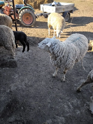 de vânzare berbeci de texel - imagine 4