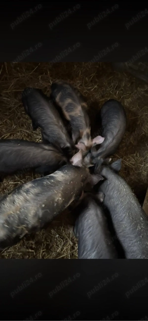 purcei de vanzare  - imagine 2