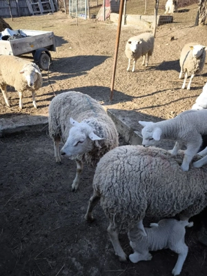 de vânzare berbeci de texel - imagine 3