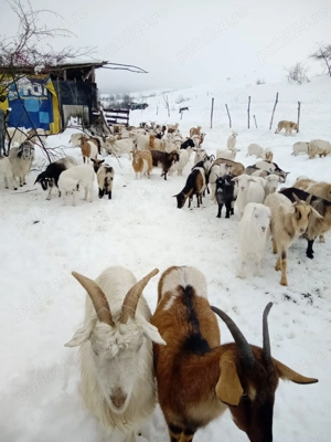 Vând capre detali - imagine 2